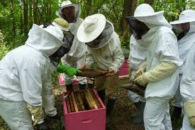 L'apiculture écologique